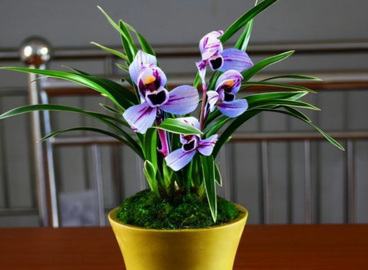 建兰紫月荷是真的吗,建兰紫月荷价格