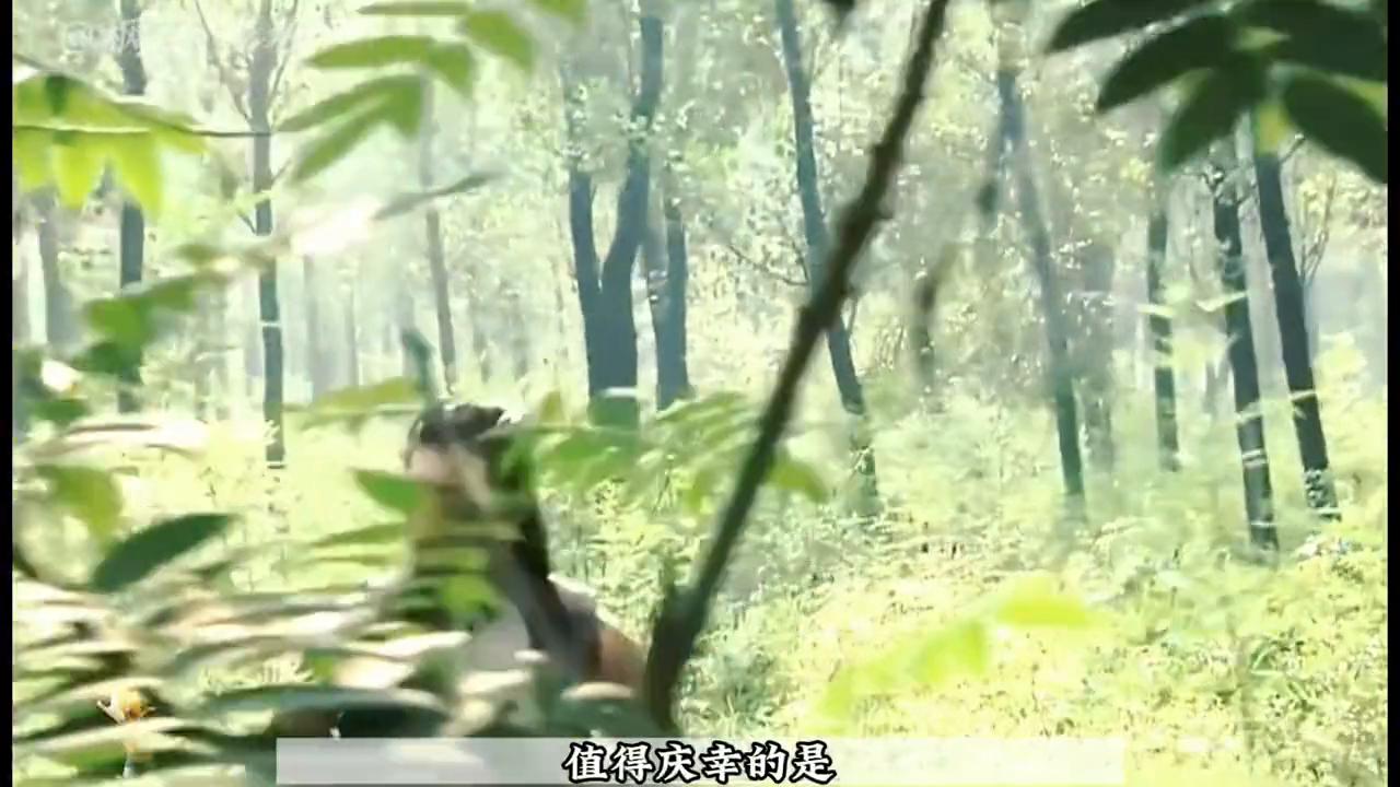 战狼半夜杀鬼子,战狼抓捕走私毒品犯