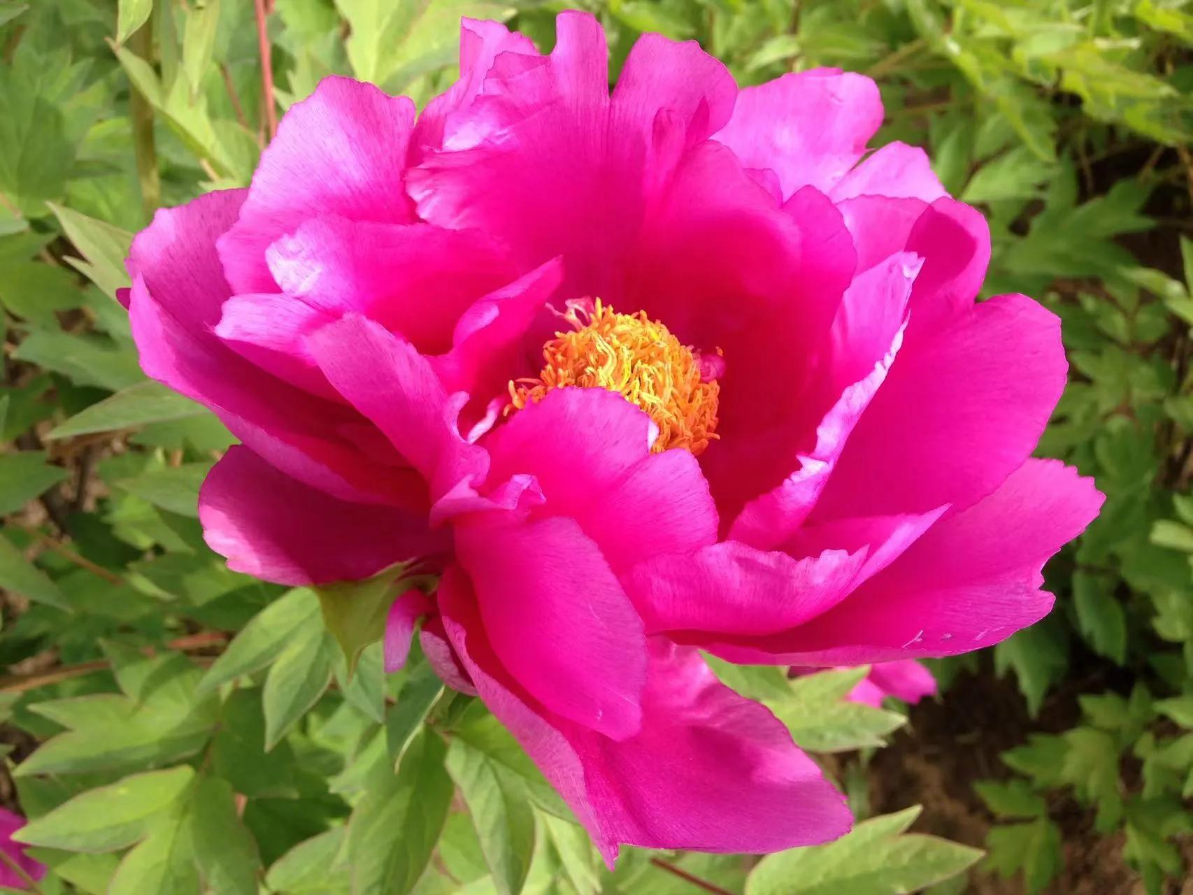 为乡土举念—波眠乡土诗歌具象意蕴