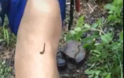 大山水里有蚂蝗,野生水蚂蝗