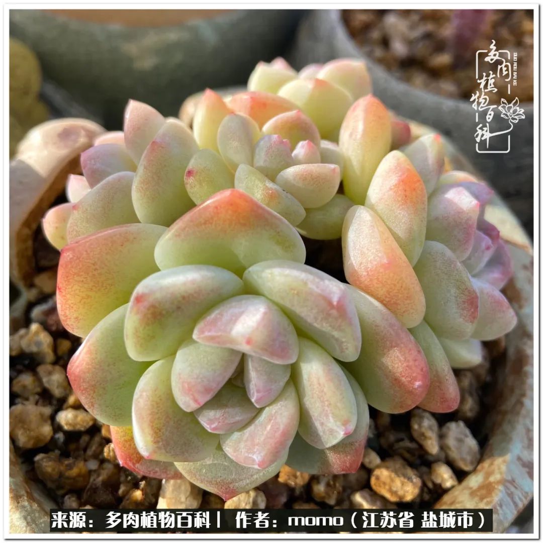 露养一个月的多肉图片,露养多肉春天外面过夜么