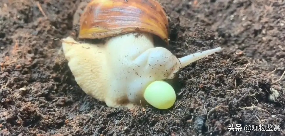 蜗牛养多少天才能下蛋,怎样才能把蜗牛蛋孵化出小蜗牛