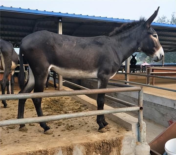 养三十头驴成本利润,养50头驴一年多少利润