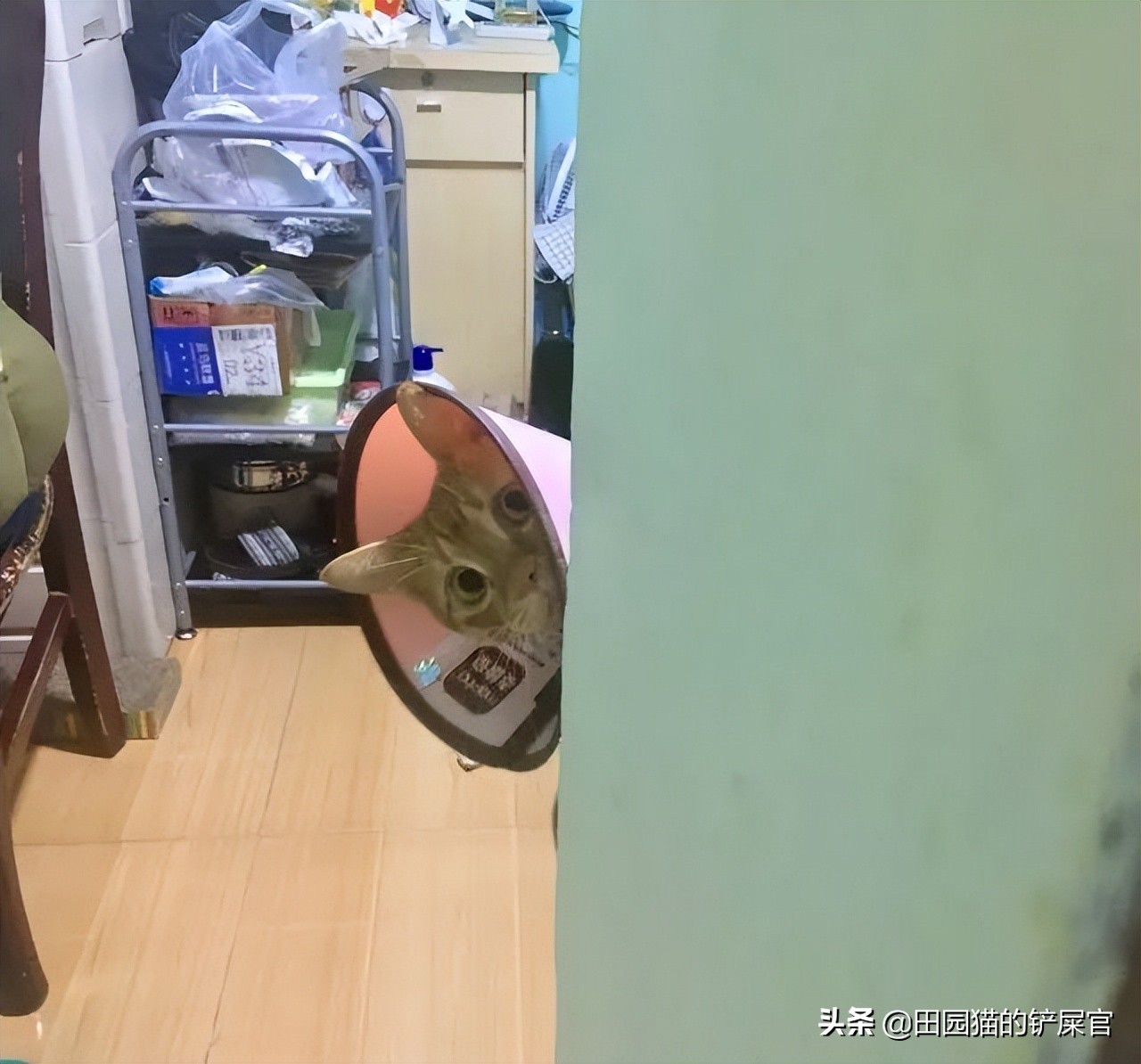 养猫比养狗好的地方是不需要拴绳,养猫不封窗下一句