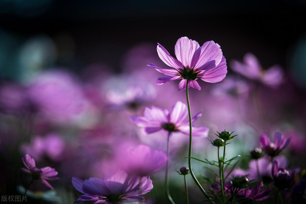 拍摄技巧如何拍摄好看的花卉照片,拍摄花卉技巧大全图片