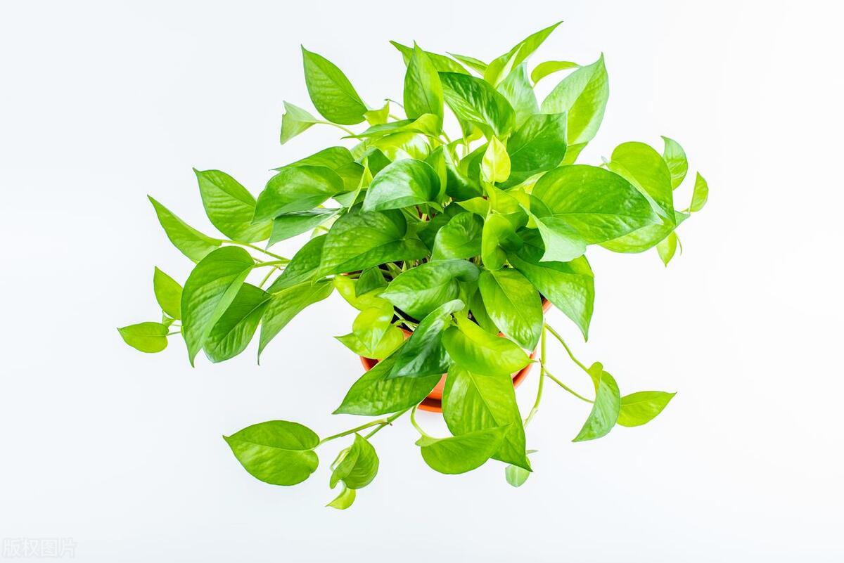 绿萝藤蔓过长怎么打理好看,绿萝藤蔓怎么养才会粗壮