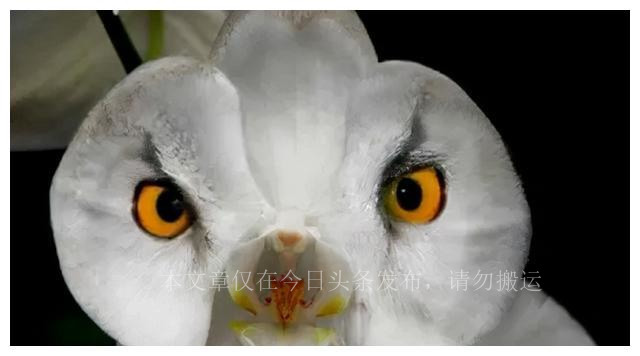 500种最美鲜花,40余种奇异的鲜花欣赏