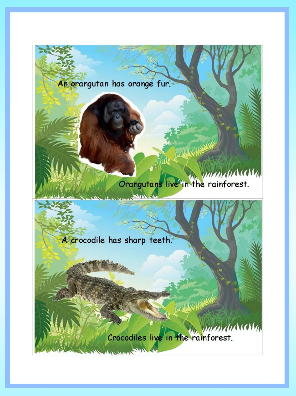 🌿🐒宝藏发现！雨林动物的神秘配对游戏曝光，你了解吗？🔍