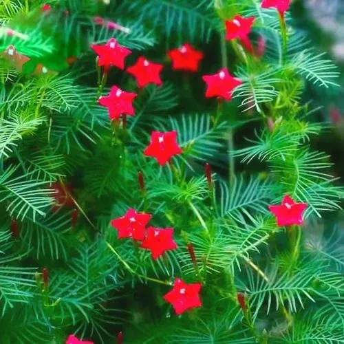 红色的五角星花开在朝阳升起时