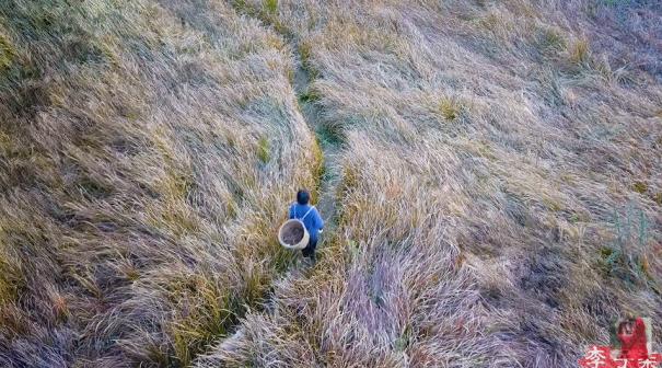 李子柒怎么会有那么大的院子,李子柒隐居山林度过惬意时光
