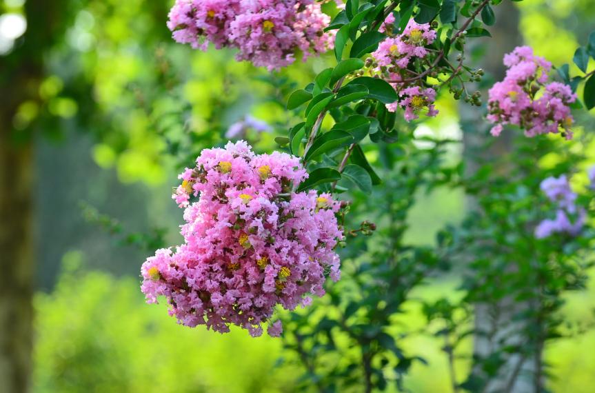 一树紫薇花,一树一树的紫薇花开