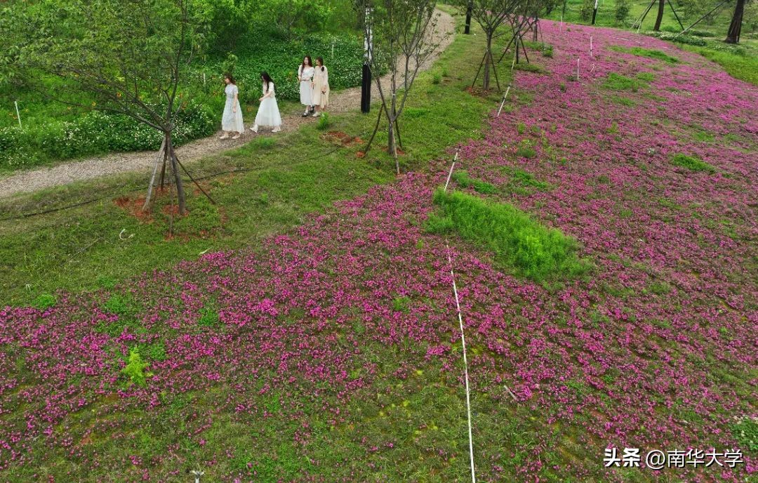 南华大学校花全集,校花南华大学