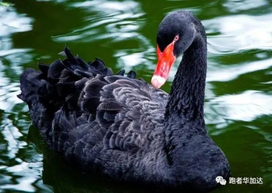 由一只蝙蝠带来的思考,黑天鹅是什么原因造成的