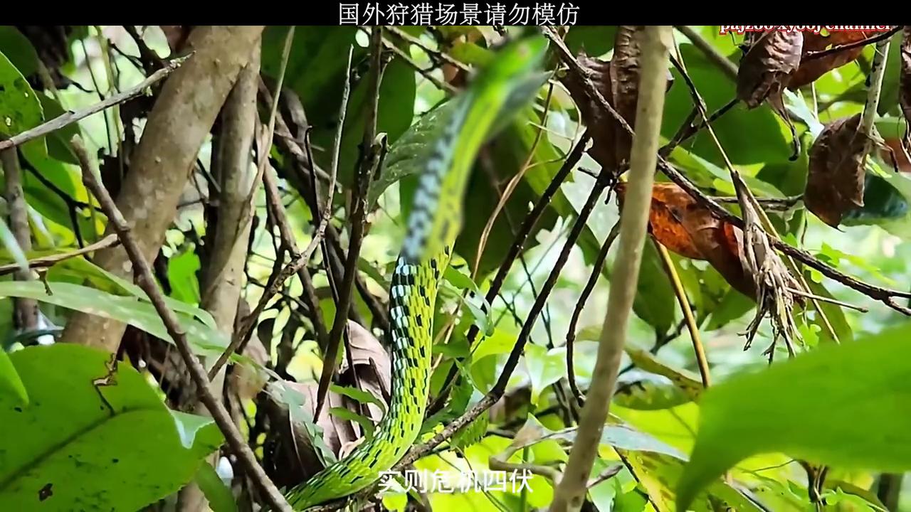 一种能捕野鸡、松鼠的陷阱。#户外