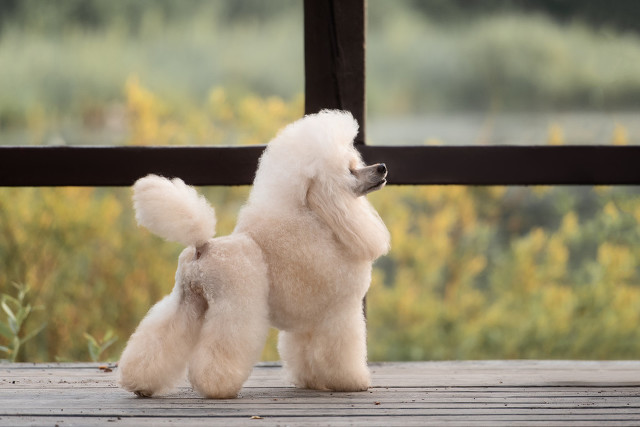 养狗首选的6只狗狗既好养又忠诚,养狗知识大全适合养什么样的狗狗