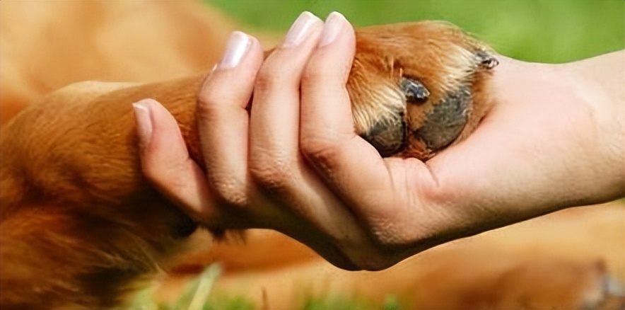 天气热了狗狗身上怎么会烂,狗狗生病身上很臭怎么办