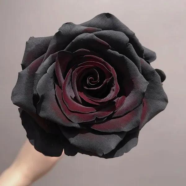 七彩炫光玫瑰花,七彩白玫瑰花