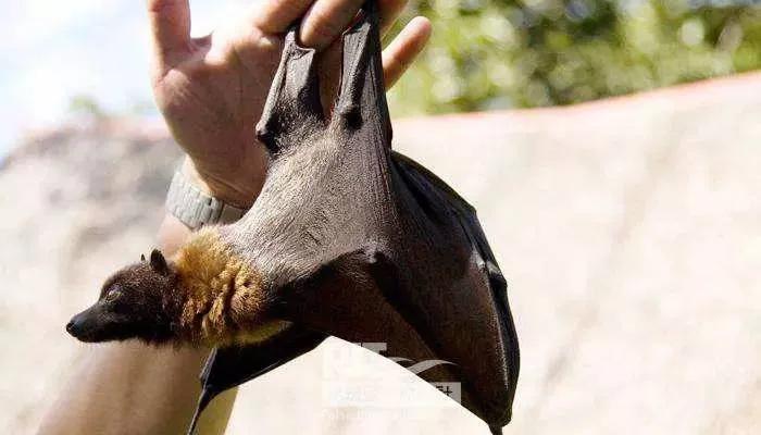 鍥藉榛戞殫缇庨鏂欑悊,鍥藉10閬撲护浜哄穿婧冪殑榛戞殫鏂欑悊