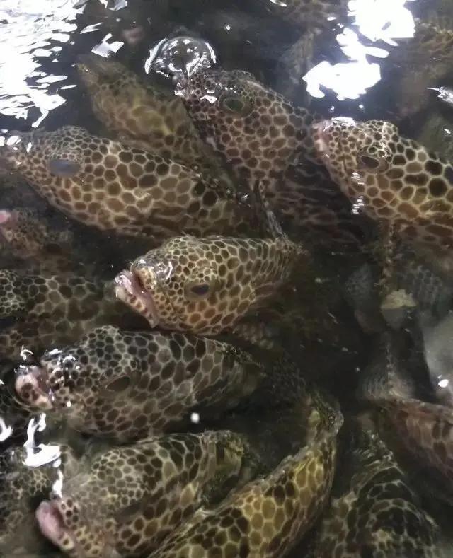 鱼类菜肴大全,鱼类食材大全