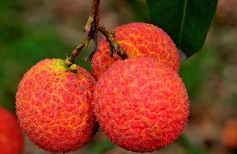 妃子笑荔枝卖出白菜价,荔枝妃子笑了果农哭了原因很戳心