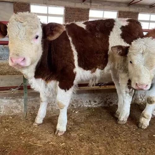 犊牛喘病最新治疗方案,新生犊牛喘一招解决