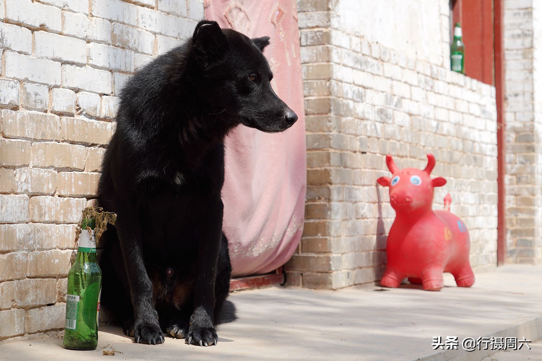 农村大姐养宠物犬,农村大姐养土狗视频