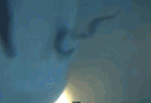 动物交,配时间表,最短0.3秒,最长的竟然是……