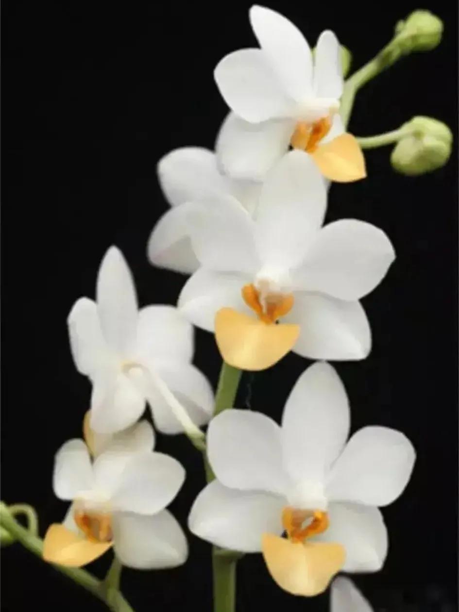 兰花的唯美图片,珍稀兰花各色大全