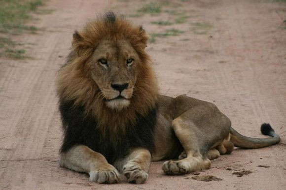 世界上没有天敌的十大动物,十大没有天敌的动物排行榜