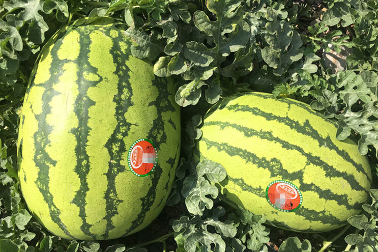 最会炸瓜的西瓜品种,最好吃西瓜品种排名无籽瓜