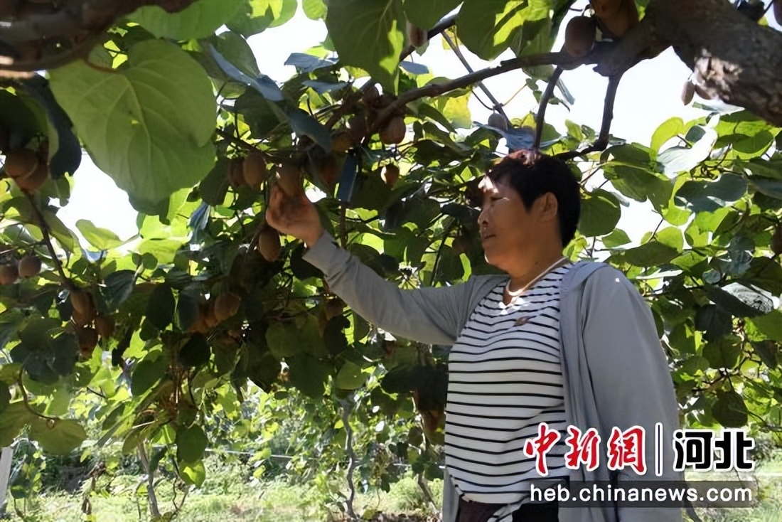 石家庄猕猴桃基地,石家庄黄土梁猕猴桃基地