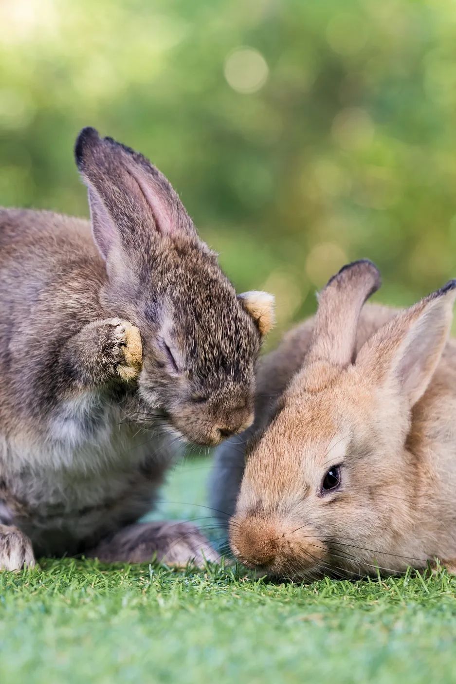 兔年来了,兔年来了怎么样