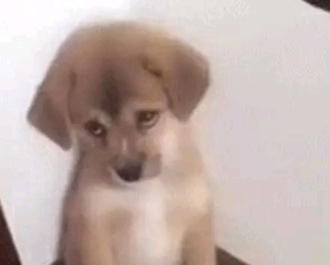 狗狗半夜叫扰民怎么制止,狗狗半夜不停挠地怎么回事