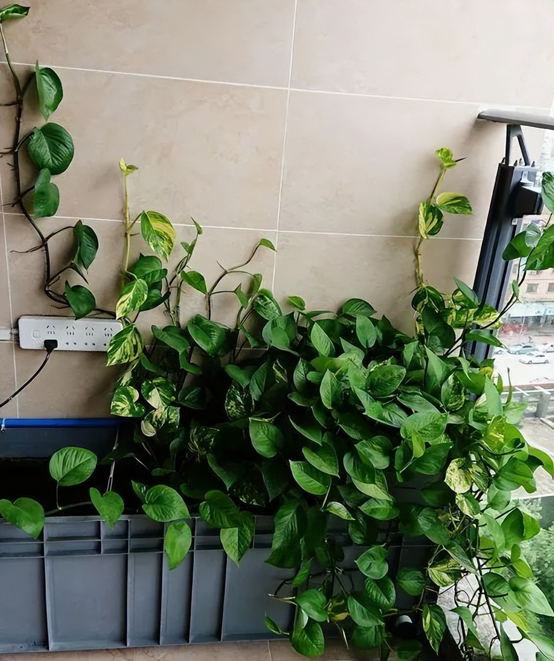 绿萝怎么养才能更旺盛浇什么水,绿萝水养的方法和注意事项