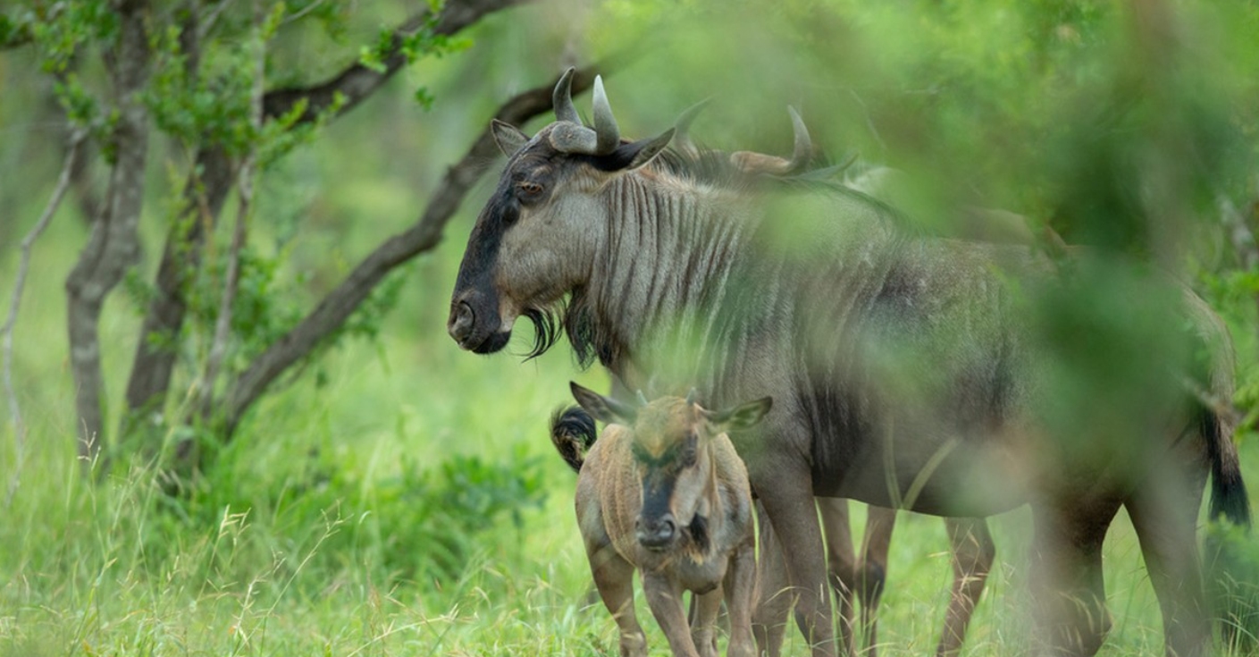 非洲草原上的“粮库”角马，社交与繁殖方式，都十分奇特