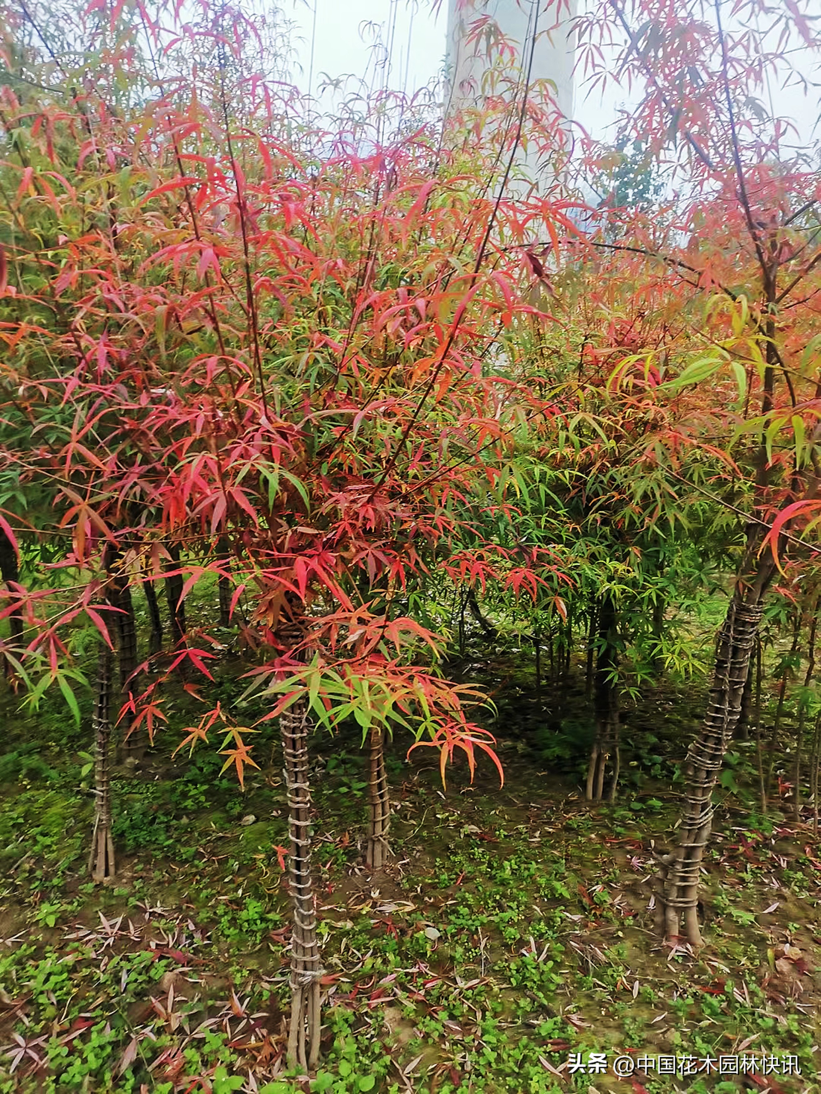 极危植物名单,五小叶槭是不是保护植物