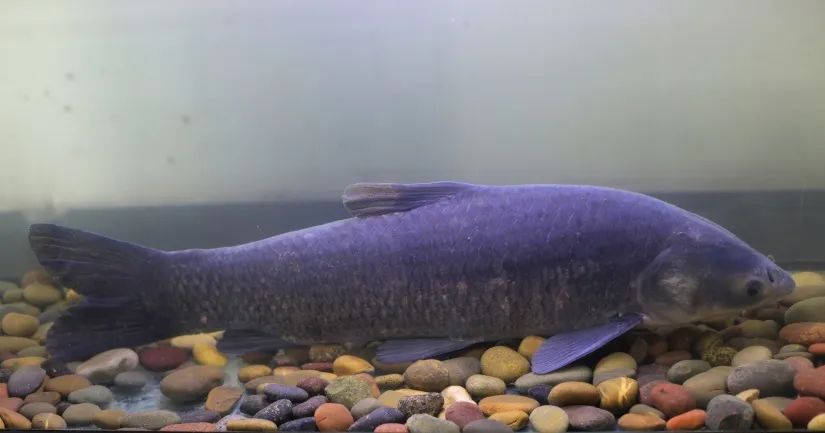 四大淡水名鱼是些什么鱼,四大家鱼青鱼是鲤鱼吗