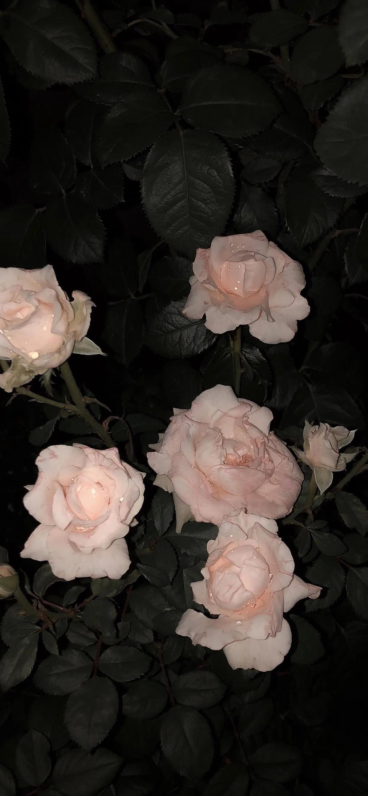 暗黑系壁纸高清图片,苹果暗黑系磨砂壁纸