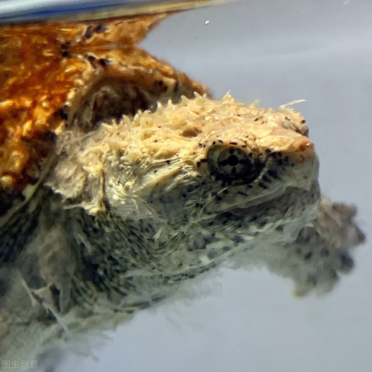 黄化佛鳄跟原色佛鳄选育,佛鳄和北美鳄苗子怎么区分