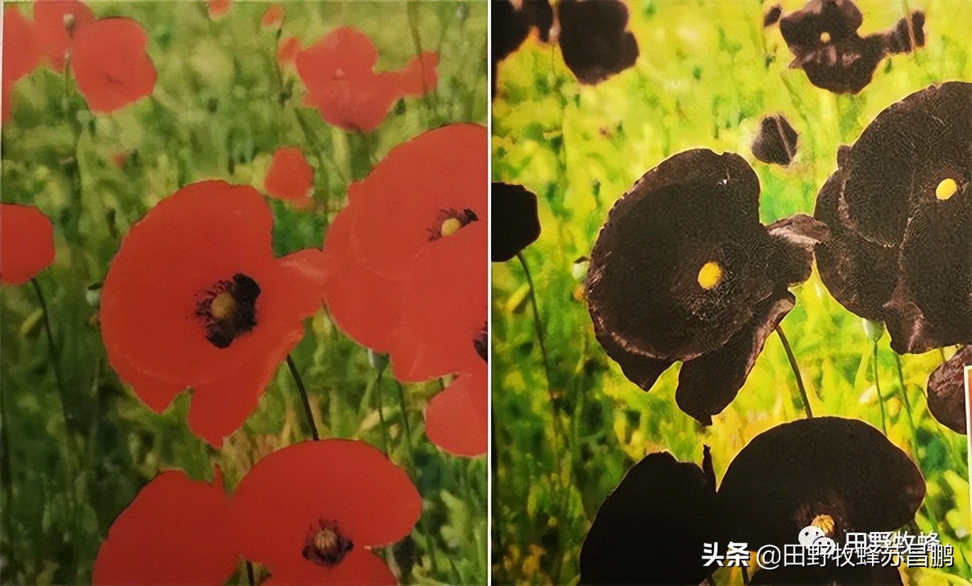 勤劳的小蜜蜂是怎么采蜜的,你见过蜜蜂采蜜的样子吗