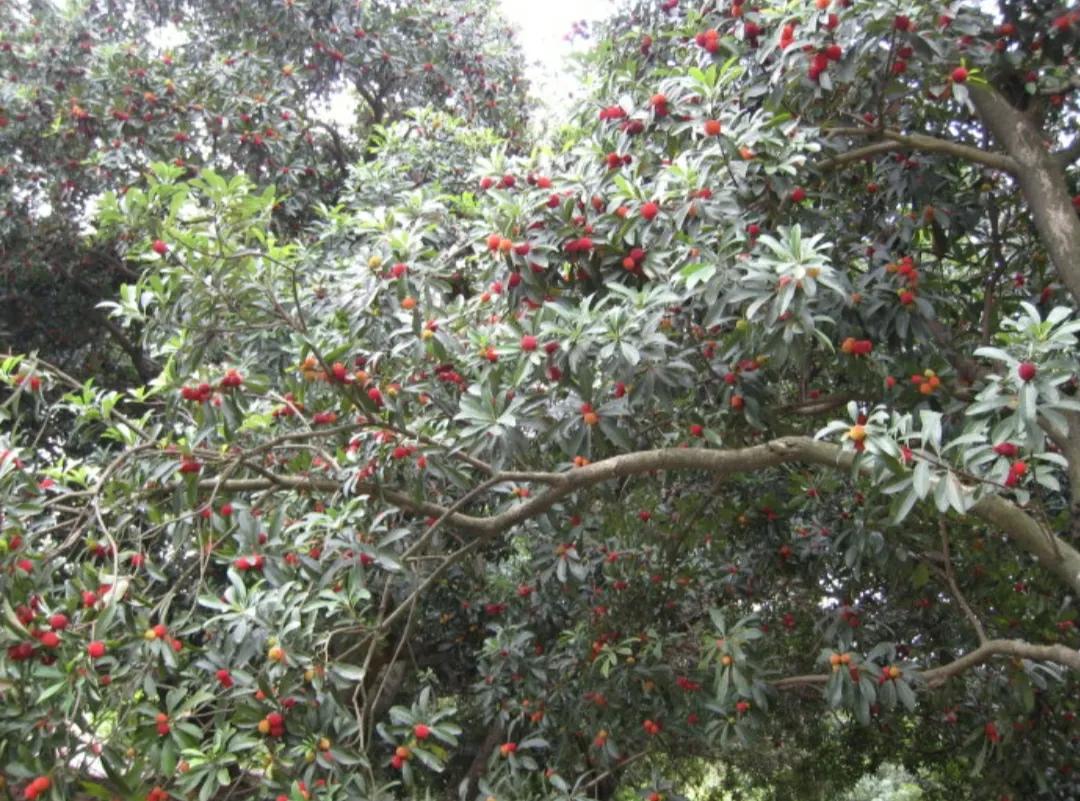 长兴水口外冈荣聚山庄农家乐,长兴水口顾渚村四季红农家乐