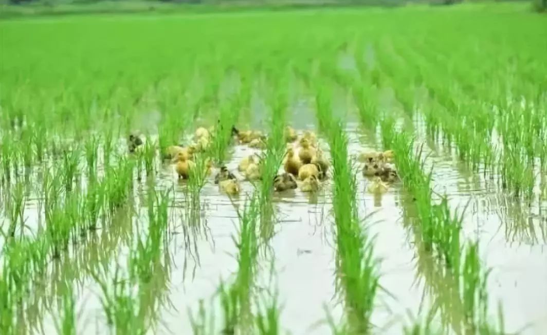 搞个10亩共享农场花多少钱,共享农场未来5年前景