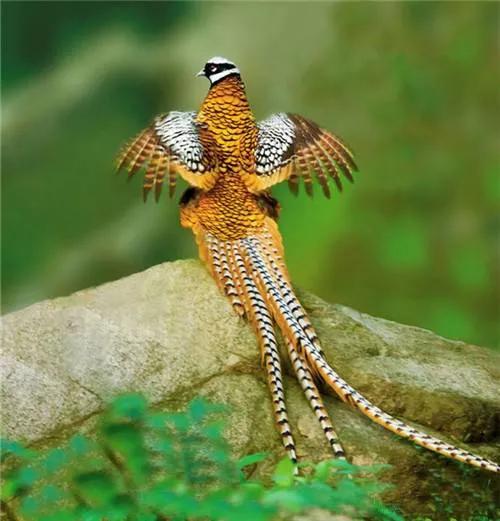 最美罕见的小鸟,全世界最罕见的小鸟