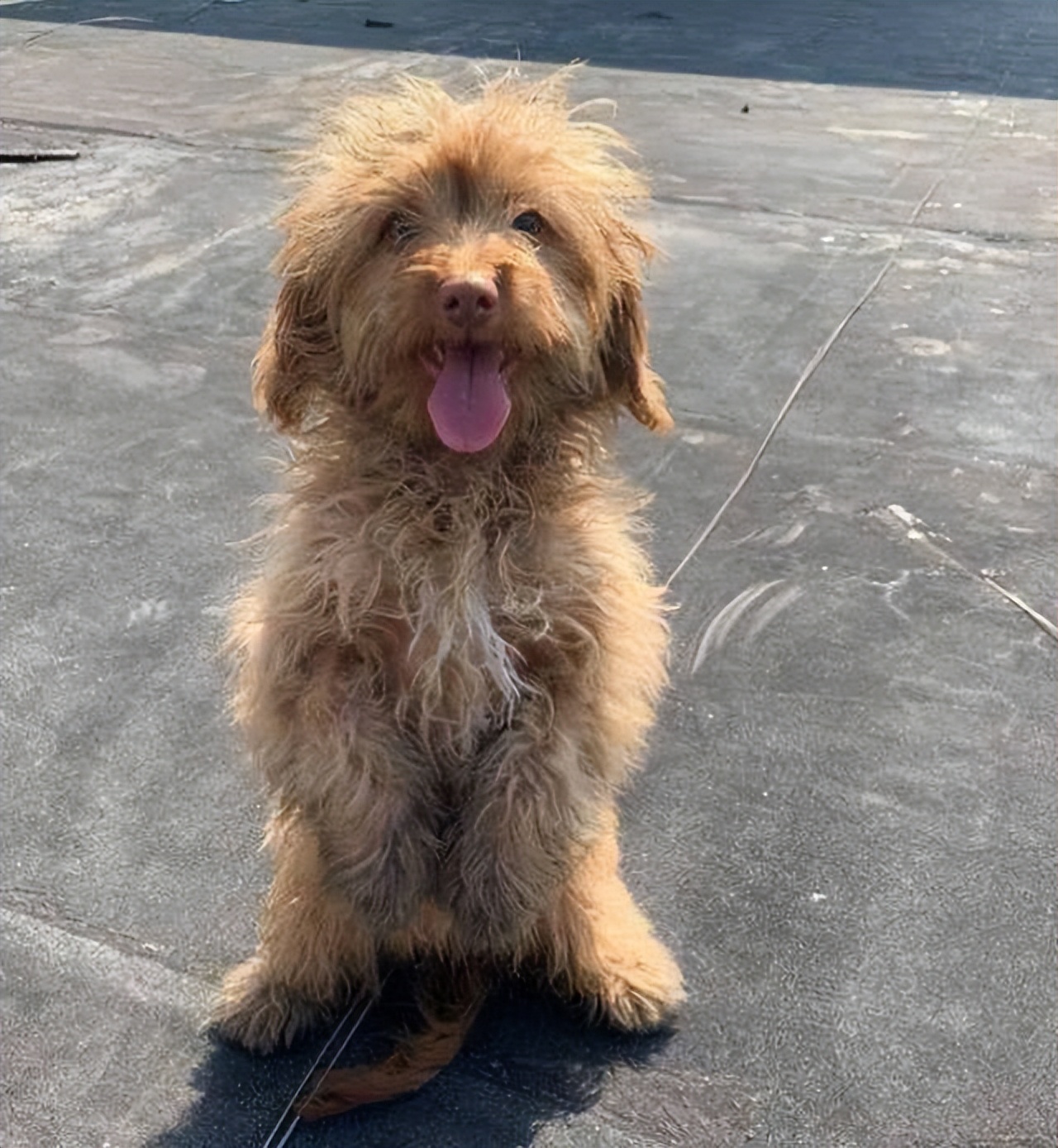 这5种狗，不能离开主人，不然活不下去！