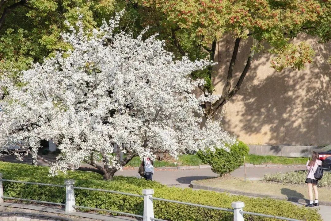 雨樱也浪漫！浙工大美美美！