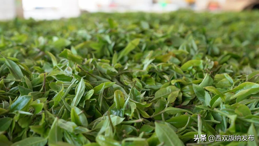 勐海贺开古茶,勐海贺开古茶资源开发有限公司