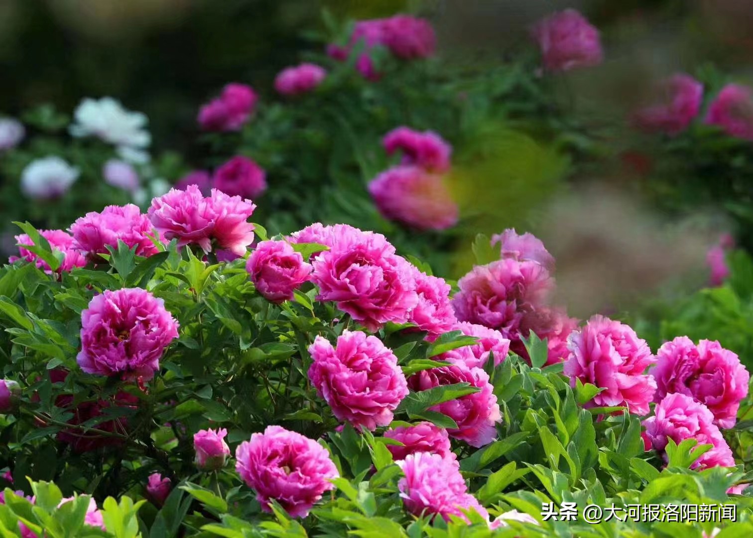 四月洛阳绝美诗句,四月最火英文歌