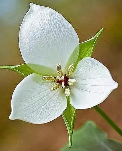 奇花异草是一道道亮丽的风景线,五彩缤纷的春天奇花异草