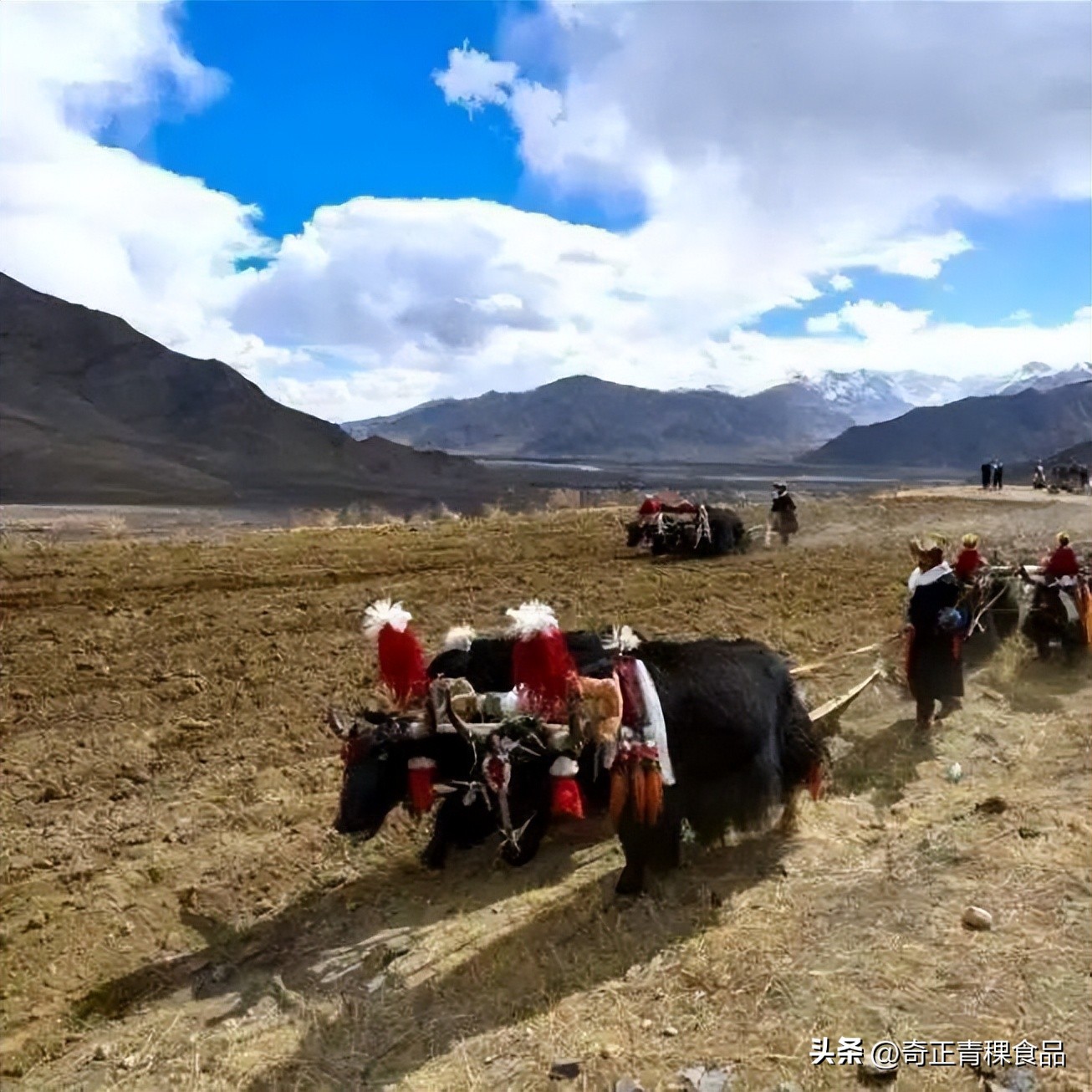 不同地区的迎藏历新年的风俗习惯,藏历新年的来历和风俗习惯