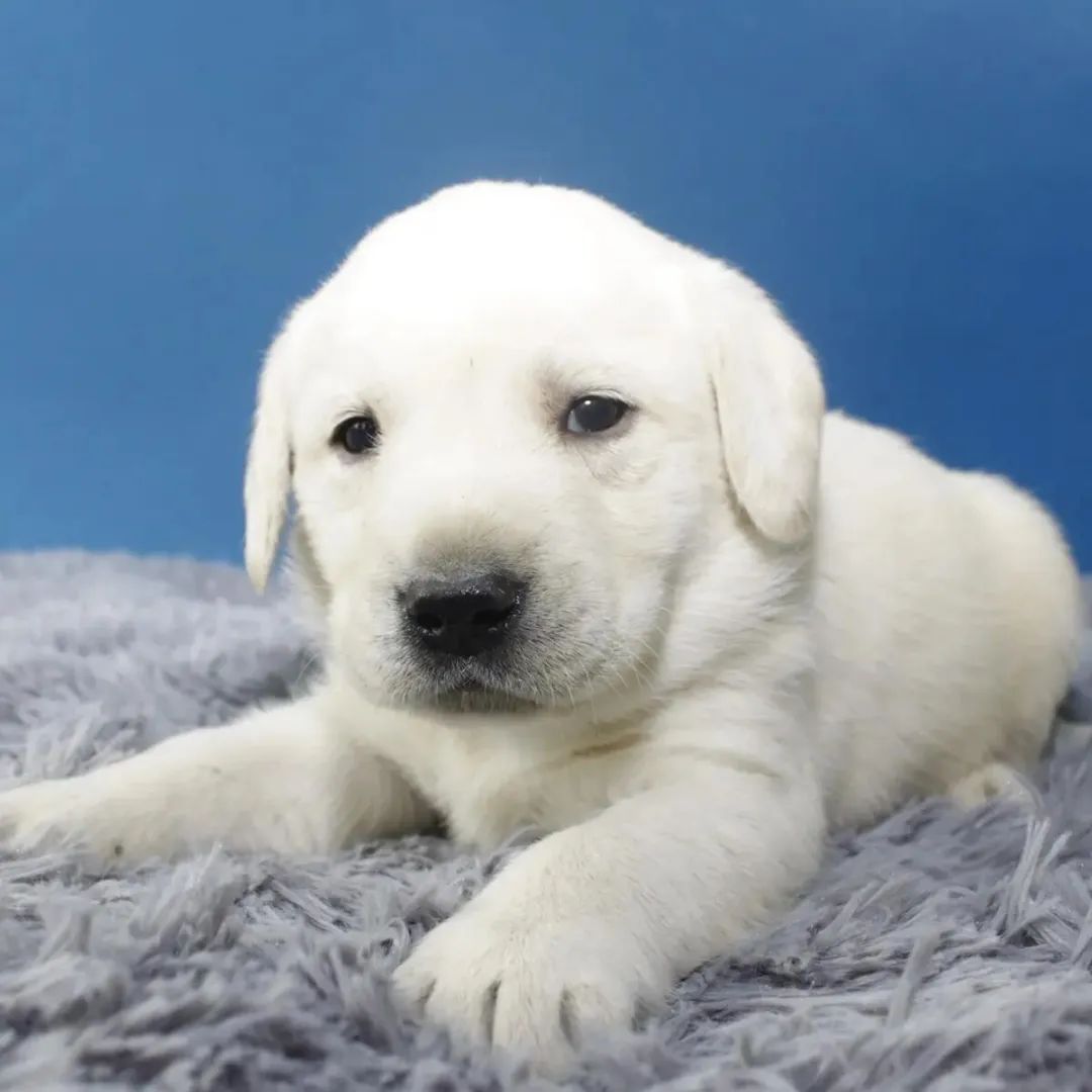 狗狗得细小症状有哪些,狗狗细小传染人吗